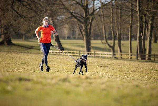 How to Train Your Dog to Run with You (& Why You Should)